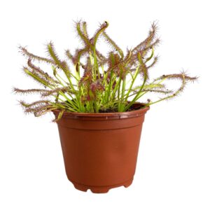 Drosera Drosera Capensis 8,5 cm red
(20 Plants/Order)(8.5cmP 13cmH)