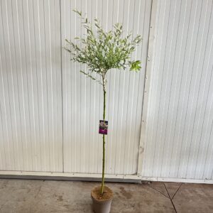 Salix integra Hakuro Nishiki Salix integra 'Hakuro Nishiki' -- stam 90 cm
(1 Plants/Order)(21cmP 90cmH)