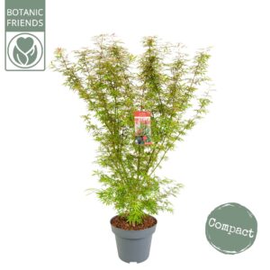 Acer palmatum Jerre Schwartz Acer palm. 'Jerre Schwartz' C14 struik
(1 Plants/Order)(30cmP 130cmH)