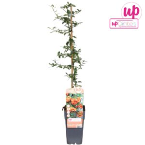 Pyracantha Orange Glow Pyracantha Orange Glow P15
(10 Plants/Order)(15cmP 65cmH)