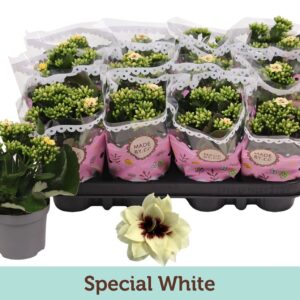 Kalanchoe Serenity Pinkwhite Kalanchoë Special Special White
(12 Plants/Order)(9cmP 19cmH)