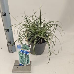 Carex oshimensis Everest Carex oshimensis EverColor® Everest ('Fiwhite'PBR)
(1 Plants/Order)(17cmP 40cmH)