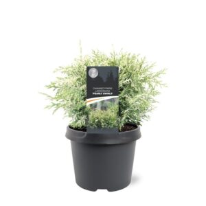 Chamaecyparis Chamaecyparis law. 'Pearly Swirls'
(1 Plants/Order)(19cmP 30cmH)