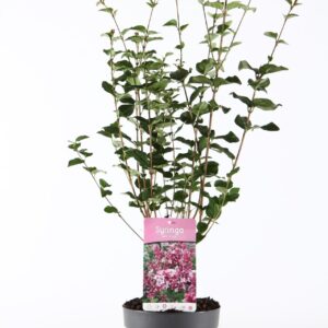 Syringa Josée mey. P19/C3
(1 Plants/Order)(19cmP 45cmH)