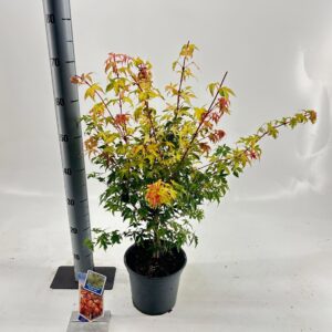 Acer palmatum Katsura Acer pal. 'Katsura'
(1 Plants/Order)(19cmP 40cmH)