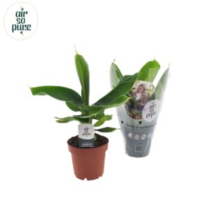 Musa Tropicana Musa Oriental Dwarf
(10 Plants/Order)(12cmP 35cmH)