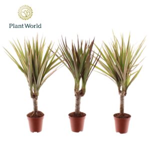 Dracaena marginata Tiny Tummy Dracaena Magenta & Bicolor mix
(20 Plants/Order)(5.5cmP 30cmH)