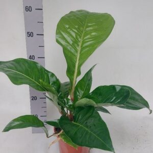 Anthurium Leaf Anthurium Plowmanii
(3 Plants/Order)(17cmP 60cmH)