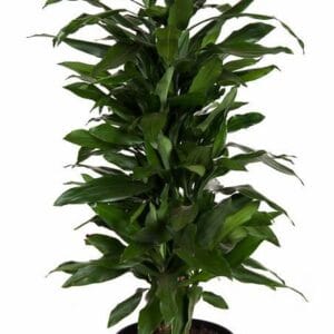 Dracaena Janet Lind Dracaena Janet Lind busch P27
(16 Plants/Order)(27cmP 130cmH)