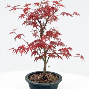 Acer palmatum Deshojo Acer palmatum 'Deshojo', in 16cm trainingspot.
(6 Plants/Order)(16cmP 40cmH)