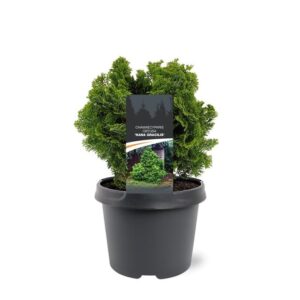 Chamaecyparis obtusa Chamaecyparis obtusa 'Nana Gracilis'
(1 Plants/Order)(19cmP 30cmH)