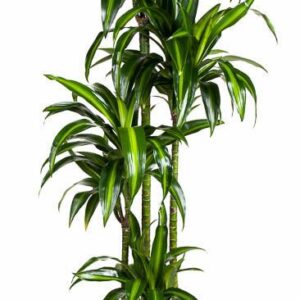 Dracaena Hawaiian Sunshine Dracaena Hawaiiana 120-90-60-30
(1 Plants/Order)(27cmP 180cmH)