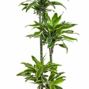 Dracaena Golden Coast Dracaena Gold Coast 90-60-30-15
(1 Plants/Order)(27cmP 140cmH)