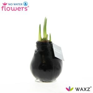 Droge ball Hippeastrum Wax Waxz® Black
(6 Plants/Order)(5cmP 15cmH)