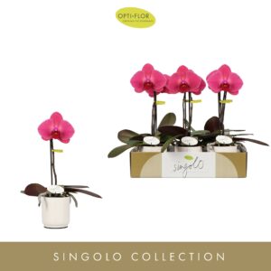 Phalaenopsis other purple more Singolo Hida in Lazio White
(6 Plants/Order)(9cmP 40cmH)