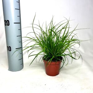 Carex brunnea Carex brunnea p8
(21 Plants/Order)(8cmP 25cmH)