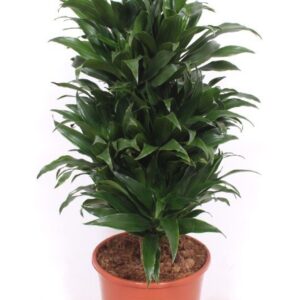 Dracaena Compacta Dracaena Compacta
(1 Plants/Order)(24cmP 80cmH)
