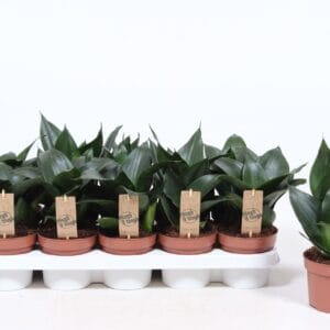 Sansevieria Jade Hahnii
(10 Plants/Order)(12cmP 20cmH)