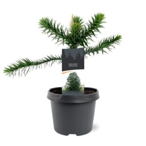 Araucaria araucana Araucaria araucana
(1 Plants/Order)(19cmP 45cmH)