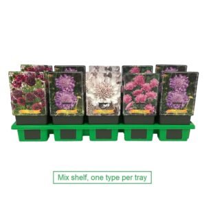Scabiosa caucasica Scabiosa mix per laag P11
(10 Plants/Order)(11cmP 25cmH)