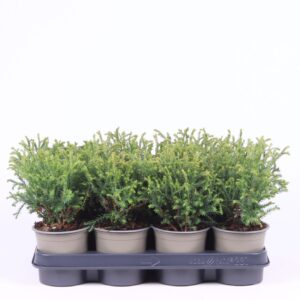 Thuja Mr. Bowling Ball Thuja occidentalis 'Mr. Bowling Ball'
(11 Plants/Order)(11cmP 25cmH)