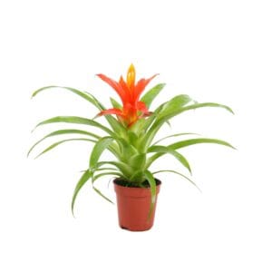 Guzmania Ritmo Guzmania Ritmo
(6 Plants/Order)(5.5cmP 15cmH)