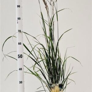 Calamagrostis x Karl Foerster Calamagrostis acutiflora 'Karl Foerster'
(1 Plants/Order)(21cmP 40cmH)