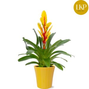 Vriesea Intenso Yellow Flame Vriesea Int yellow Flame dark yellow Coco
(6 Plants/Order)(13cmP 45cmH)