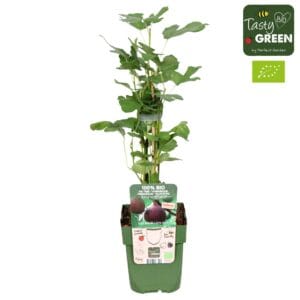 Ficus carica Gustissimo® Perretta® Bio P13
(10 Plants/Order)(13cmP 30cmH)