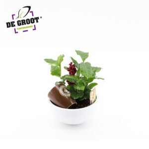 Arrangementen Coffea in schaal met bark and bijsteker
(3 Plants/Order)(19cmP 25cmH)