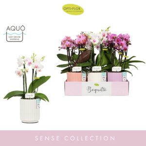 Phalaenopsis Multiflora Boquetto Pinko mix 3-5 spike in Molise mix Aquo
(6 Plants/Order)(12cmP 35cmH)
