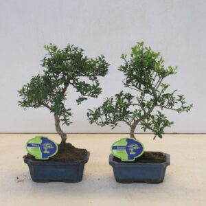 Ilex crenata Ilex crenata, 15 cm shape, small leaf, without driptray
(8 Plants/Order)(15cmP 25cmH)