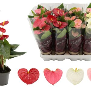 Anthurium mixed 3 c Anthurium 9 cm 3 color mix - Diamond sleeve
(12 Plants/Order)(9cmP 25cmH)