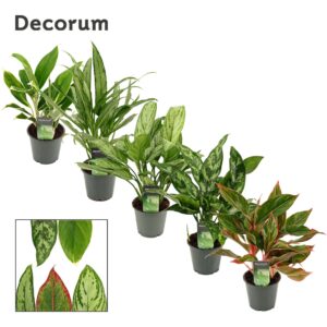 Aglaonema mixed Aglaonema mix 12 cm (Decorum)
(10 Plants/Order)(12cmP 35cmH)