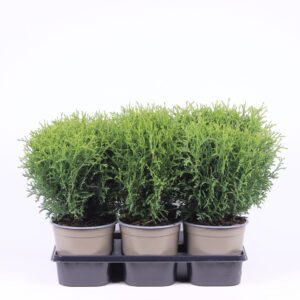 Thuja Tiny Tim Thuja occidentalis 'Tiny Tim' 
(6 Plants/Order)(15cmP 40cmH)