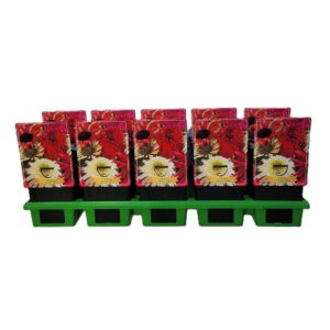 Echinacea purpurea Echinacea Purpurea 'Breeders Mix' P11 
(10 Plants/Order)(11cmP 25cmH)