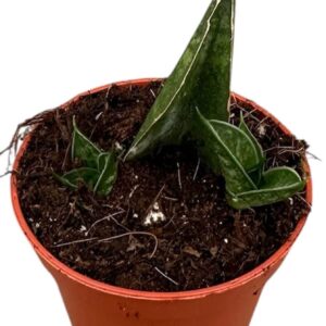 Sansevieria other Sansevieria Table Mountain
(11 Plants/Order)(6cmP 5cmH)