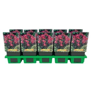 Anemone x hybrida (Autumn Single GR Anemone hybrida 'Hadspen Abundance' P11
(10 Plants/Order)(11cmP 25cmH)