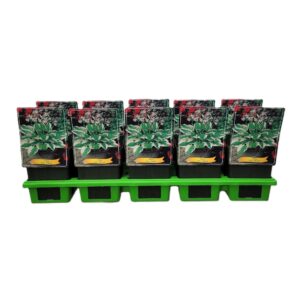 Hosta Patriot Hosta 'Patriot' P11
(10 Plants/Order)(11cmP 25cmH)