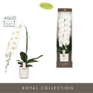 Phalaenopsis white more Ripsen Formidablo Yosemite Falls in Molise White Aquo Showdoos
(1 Plants/Order)(15cmP 95cmH)