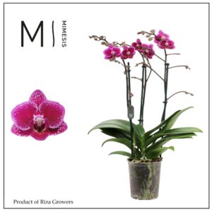 Phalaenopsis Hornglin Vicky Phalaenopsis Hornglin 3 spike - 12cm | Mimesis
(6 Plants/Order)(12cmP 50cmH)