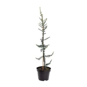 Cedrus libani Glauca Cedrus libani 'Glauca' (zonder etiket)
(1 Plants/Order)(26cmP 90cmH)