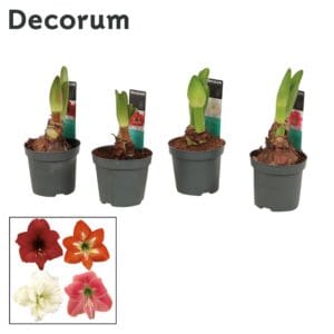 Hippeastrum Amaryllis mix 2 bud
(12 Plants/Order)(9cmP 15cmH)