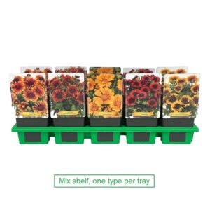 Gaillardia Gaillardia mix laag P11
(10 Plants/Order)(11cmP 25cmH)