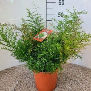 Asparagus Cwebe Asparagus densiflorus cwebe
(1 Plants/Order)(21cmP 50cmH)