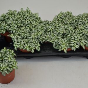 Fittonia Mosaic White Forest Flame FITTONIA WHITE FOREST FLAME 12 CM
(9 Plants/Order)(12cmP 20cmH)