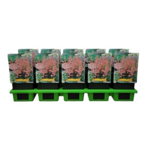 Astilbe Hennie G Astilbe 'Hennie Graafland' P11
(10 Plants/Order)(11cmP 25cmH)