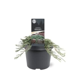 Juniperus horizontalis 'Icee Blue' (pbr)
(1 Plants/Order)(19cmP 25cmH)