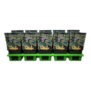 Hosta sieboldiana Frances Williams Hosta sieboldiana 'Frances Williams' P11
(10 Plants/Order)(11cmP 25cmH)