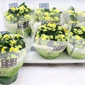 Kalanchoe blossfeldiana Piaff Gevuld 15 cm dark yellow
(6 Plants/Order)(15cmP 24cmH)